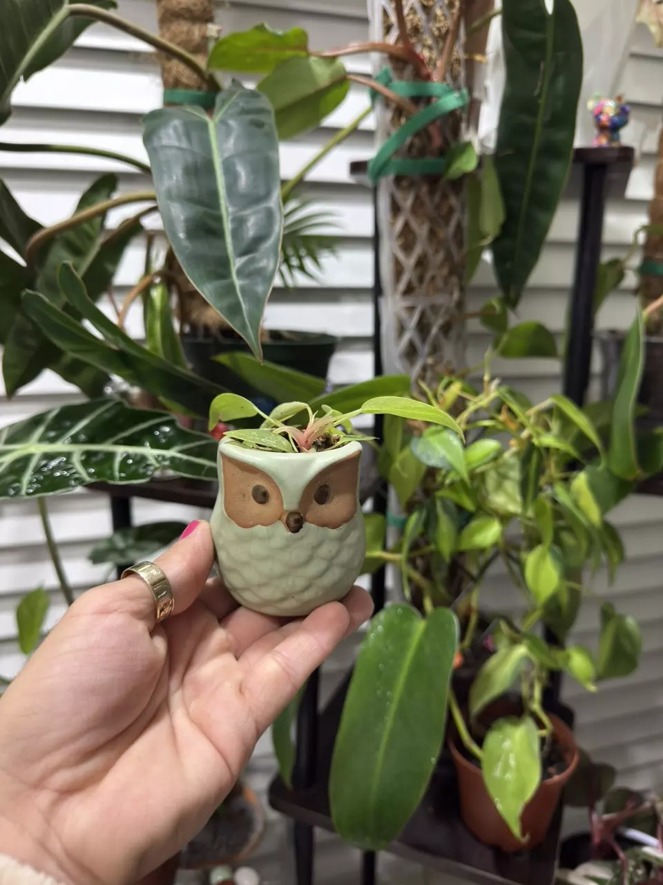 🌿✨ Philodendron Painted Lady ✨🌿 thumbnail