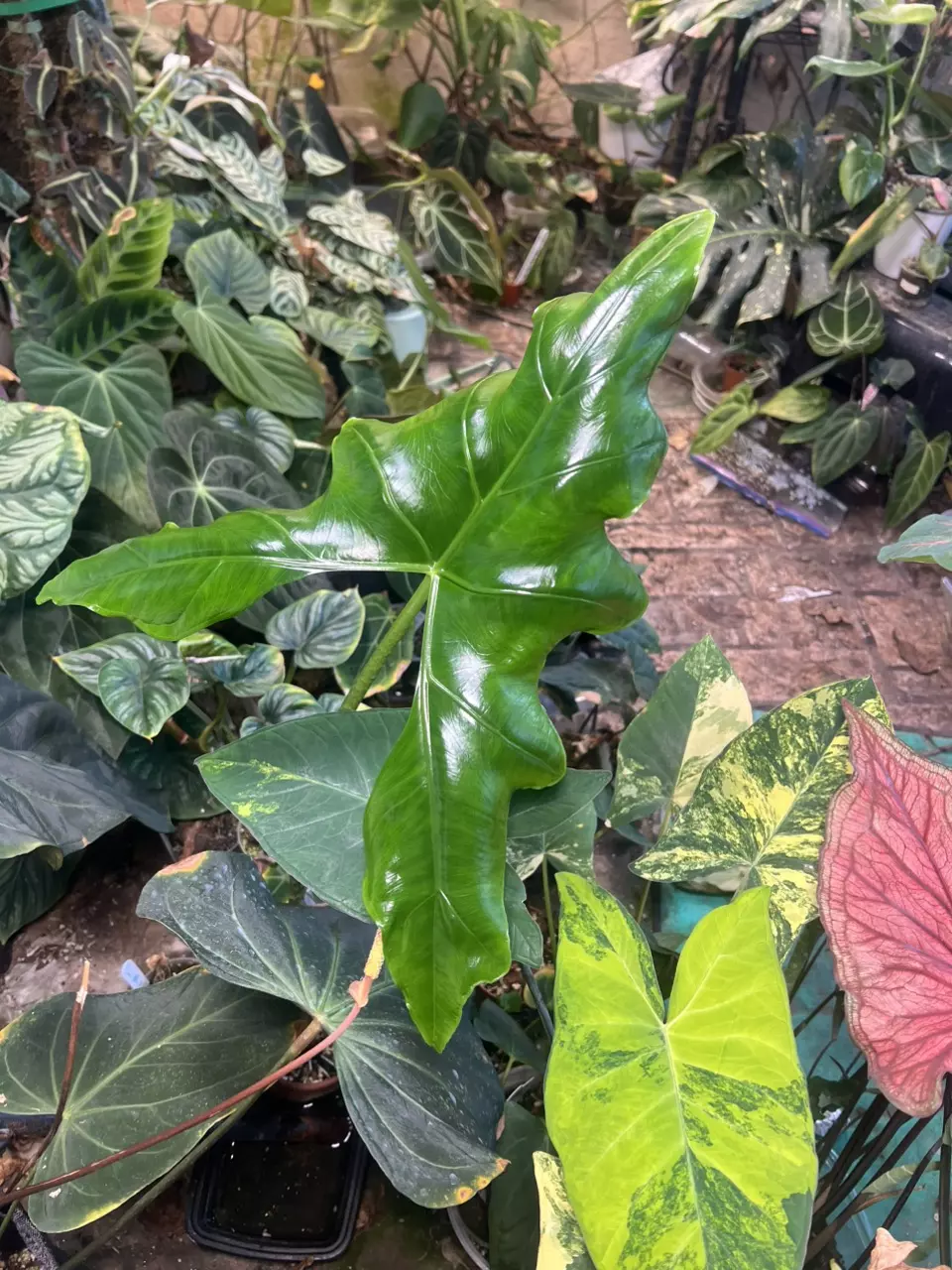 Alocasia Batwing *CORM* thumbnail