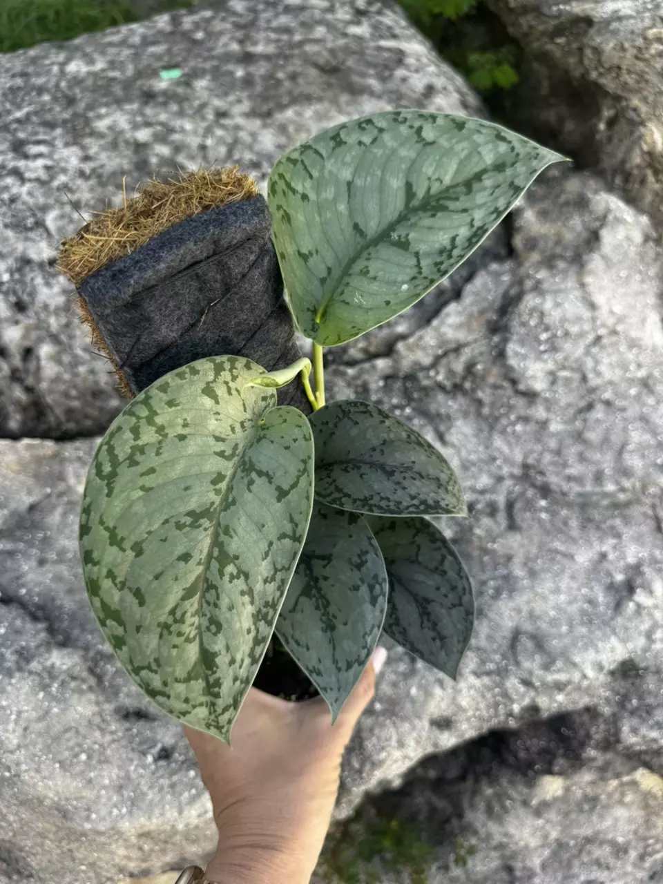 Scindapsus Silver Sierra 4” pot with moss board thumbnail