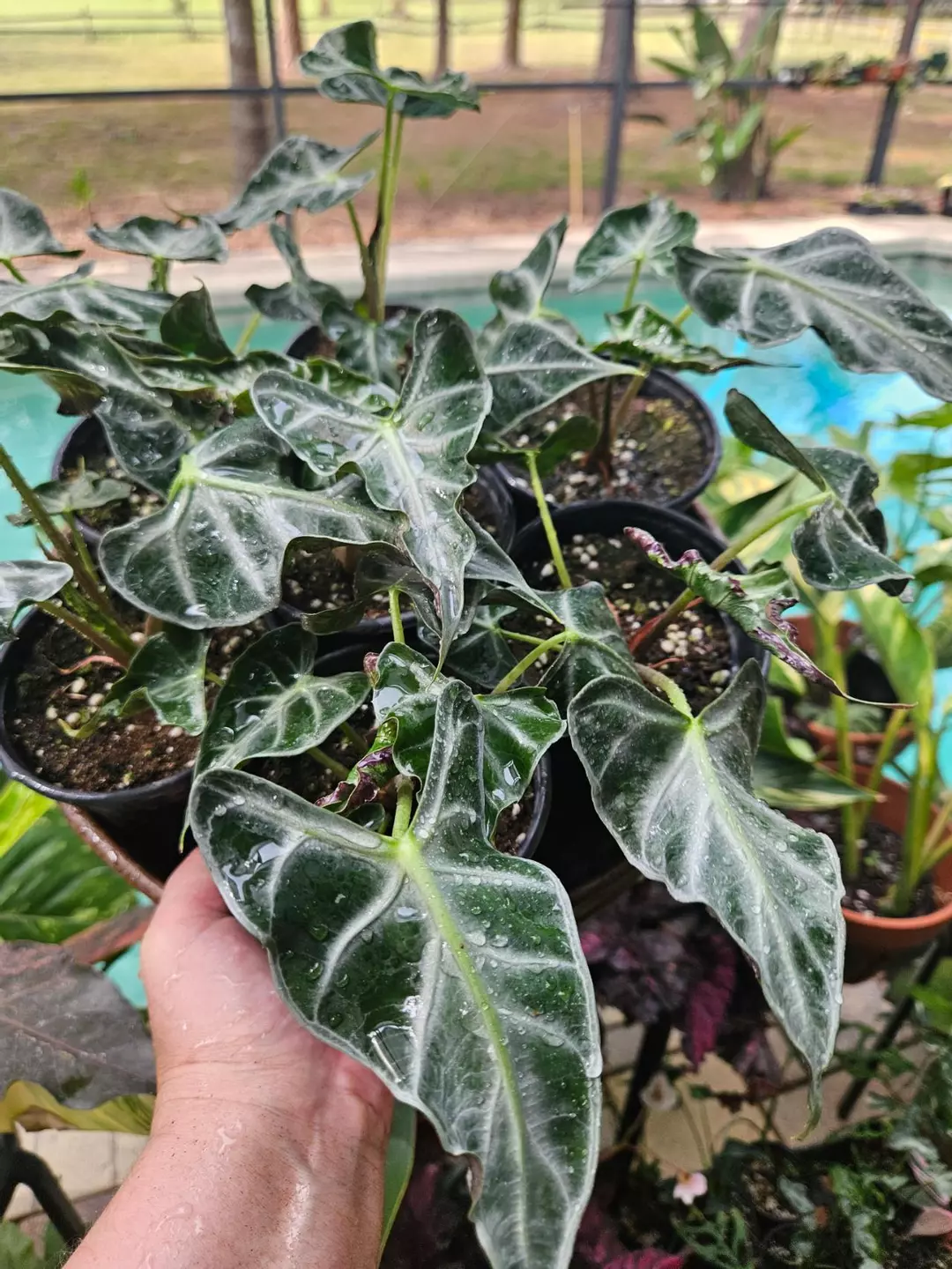 Alocasia loco thumbnail