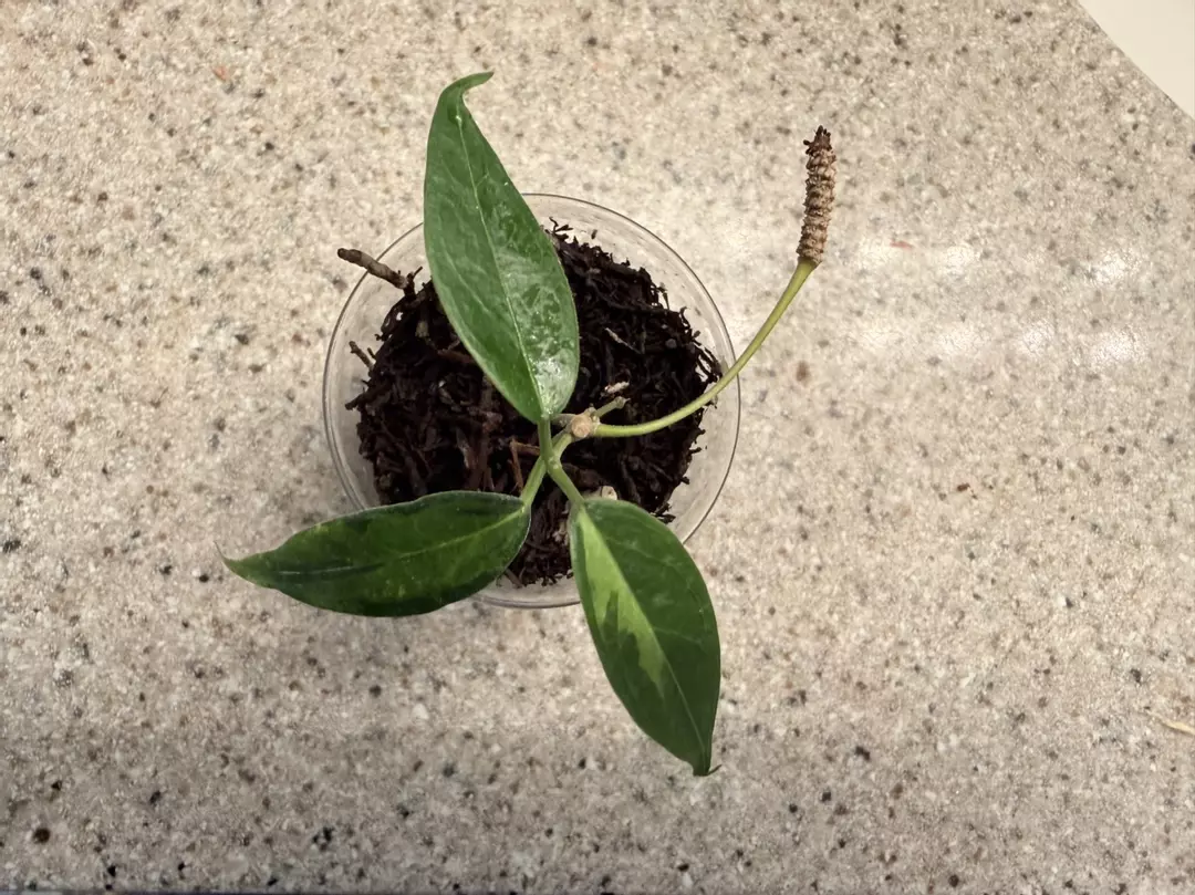 Dennisii Frida w/ peduncle thumbnail