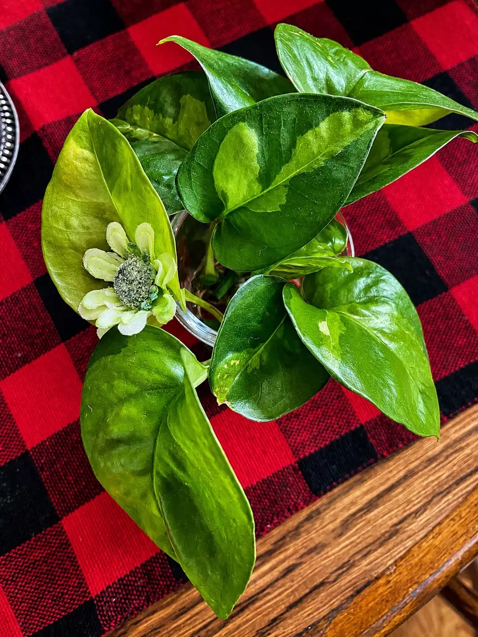Green Global Pothos thumbnail