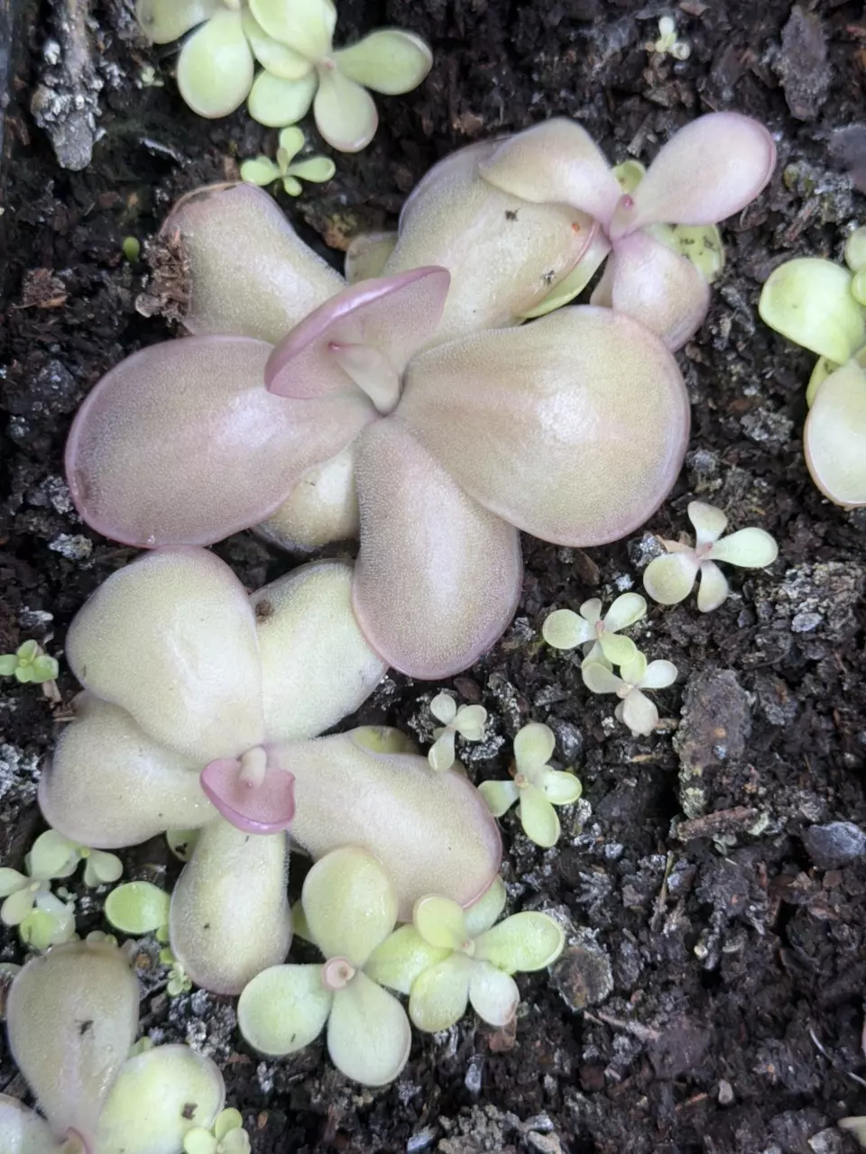 Carnivorous Pinguicula Mehitable thumbnail