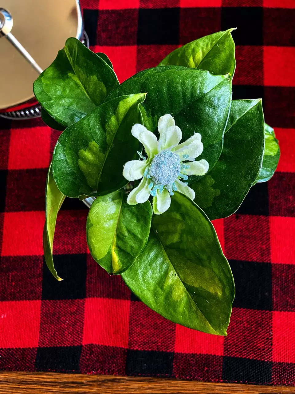 Global Green Pothos thumbnail