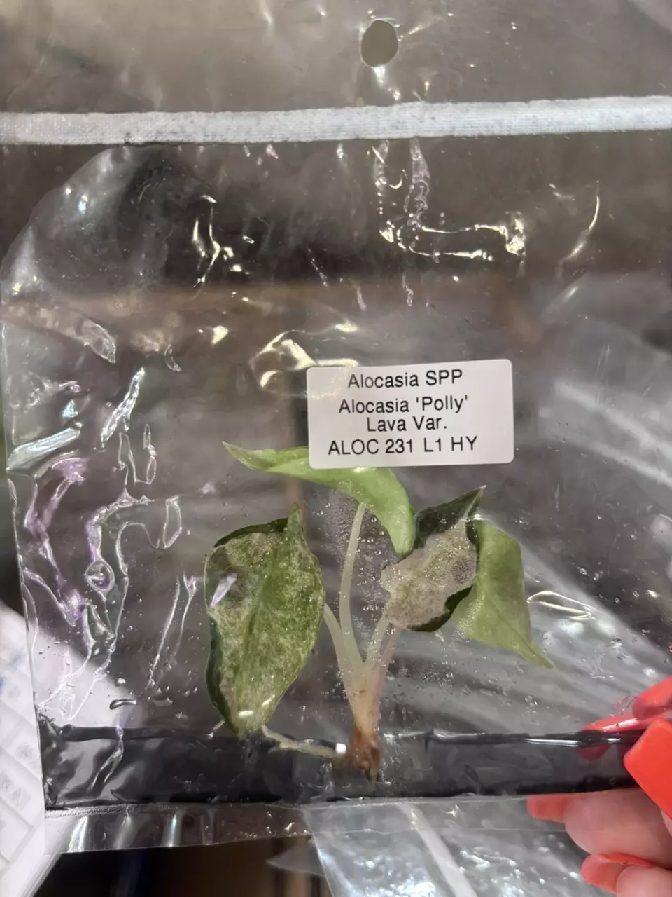 *BRAND NEW* POLLY LAVA MUTATION TISSUE CULTURE GROWERS CHOICE thumbnail