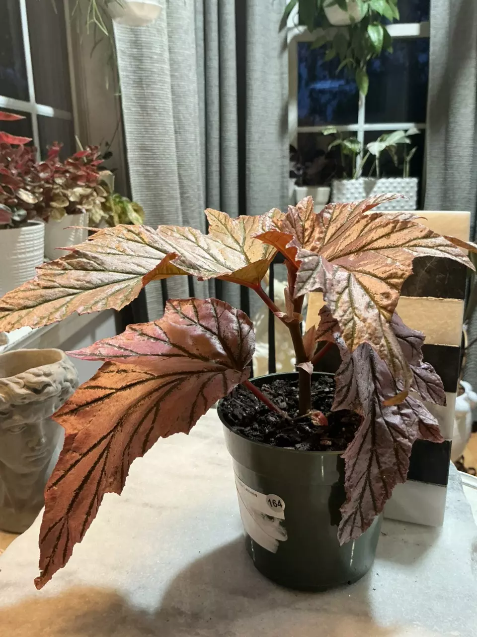 Begonia Lamoon 164 thumbnail
