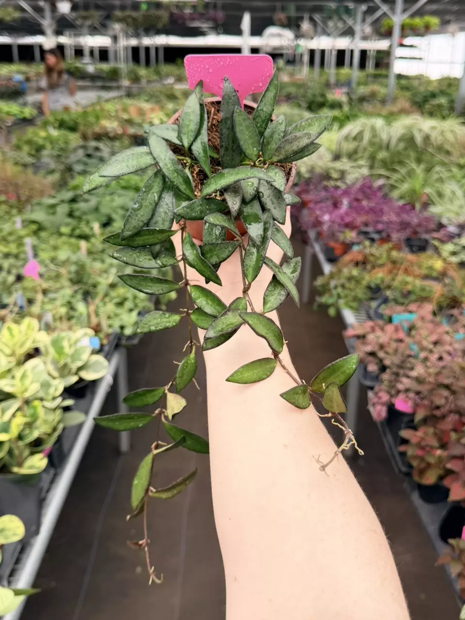 Hoya Rosita Specific 4” Pot 8786FEP | F thumbnail