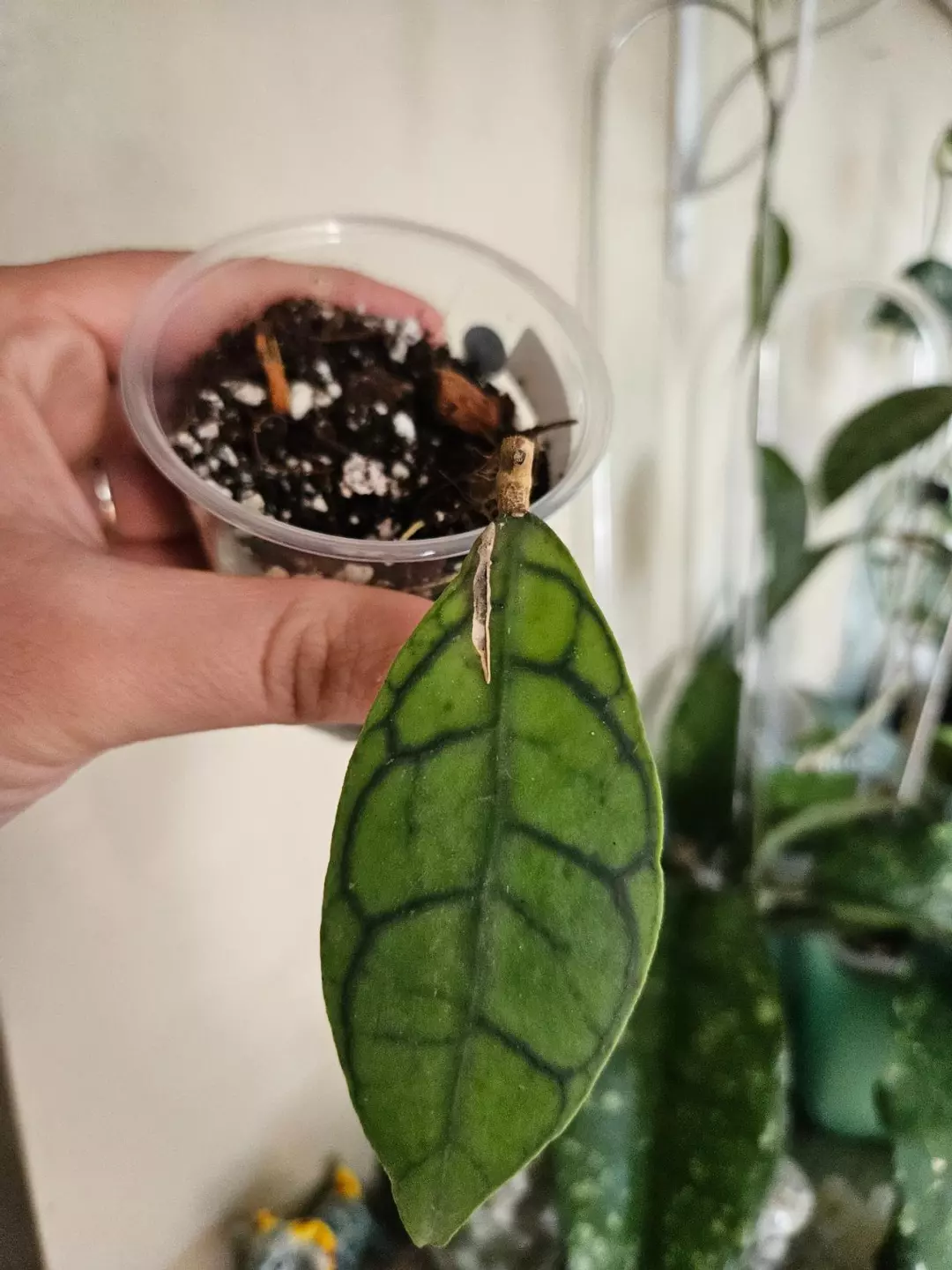 Callistophyla short leaf #32 thumbnail