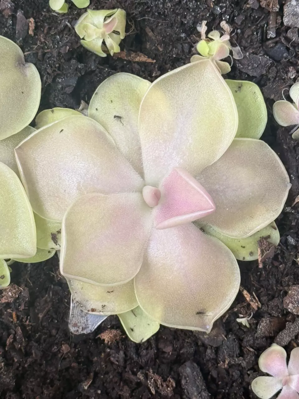 Carnivorous Pinguicula Weser thumbnail
