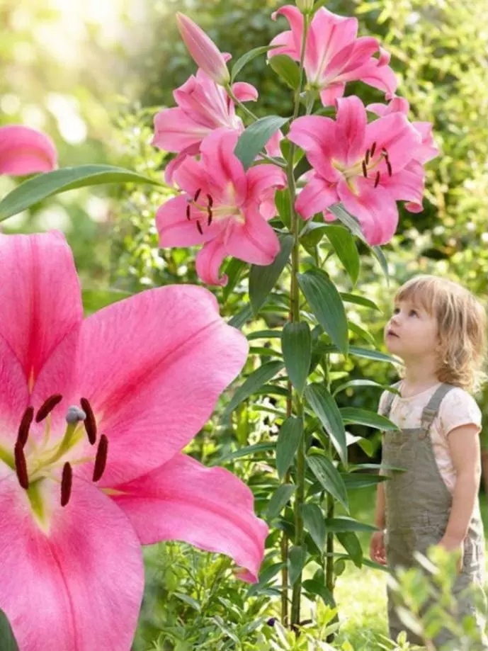 Robena tree lily thumbnail