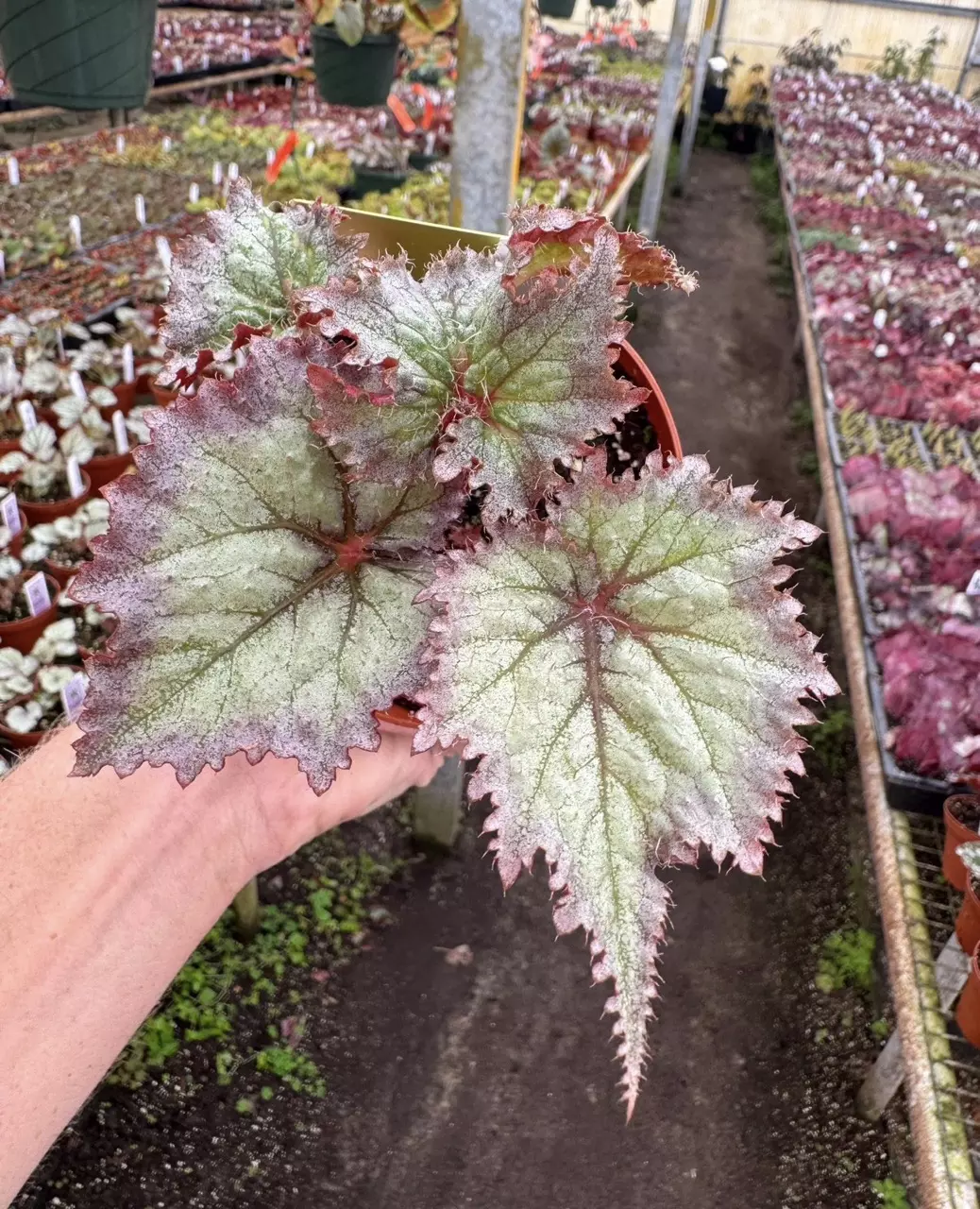 Begonia harmonys daenarys starter plant growers choice thumbnail