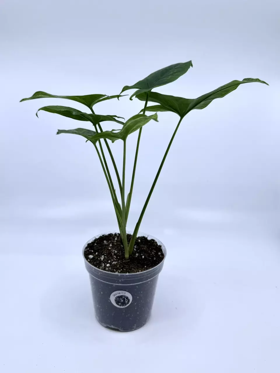 Syngonium ‘Mojito’ thumbnail