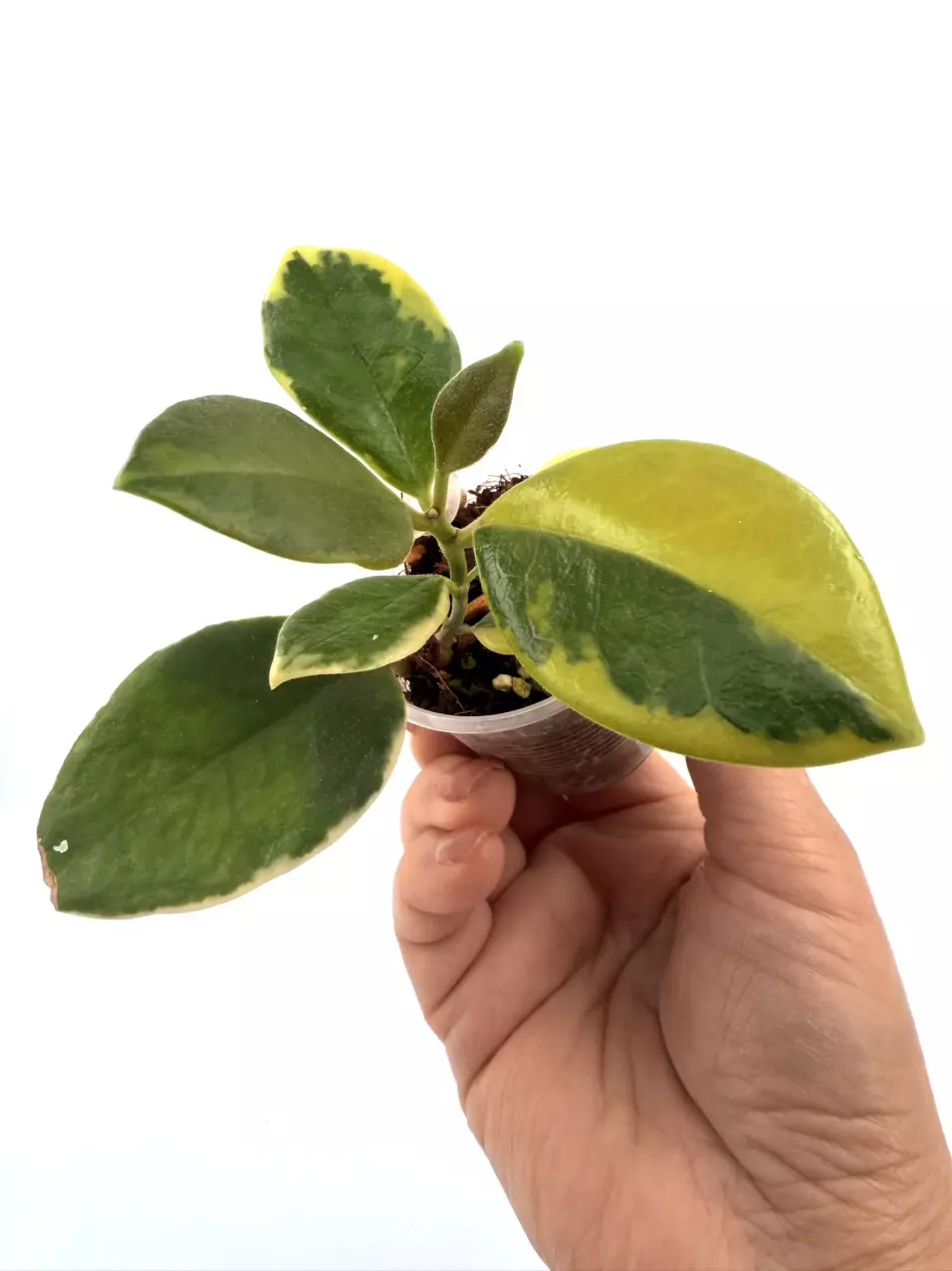 E1218 Hoya Australis Albomarginata Rooted Cutting thumbnail