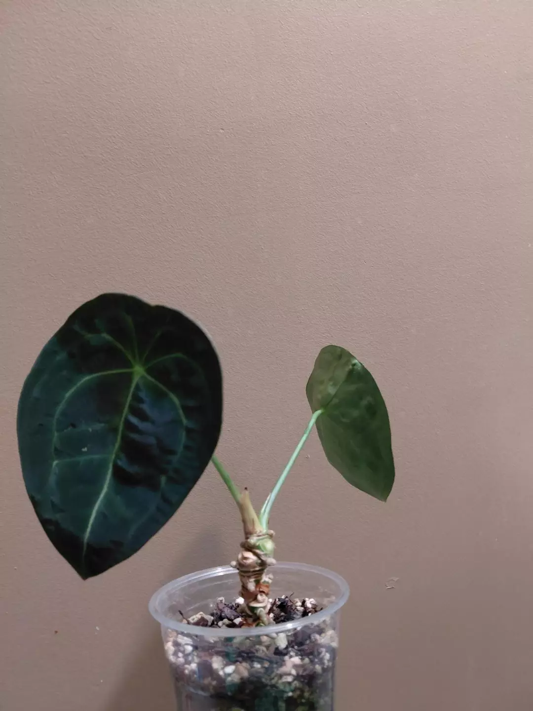 Anthurium Forgetii Dark Form thumbnail