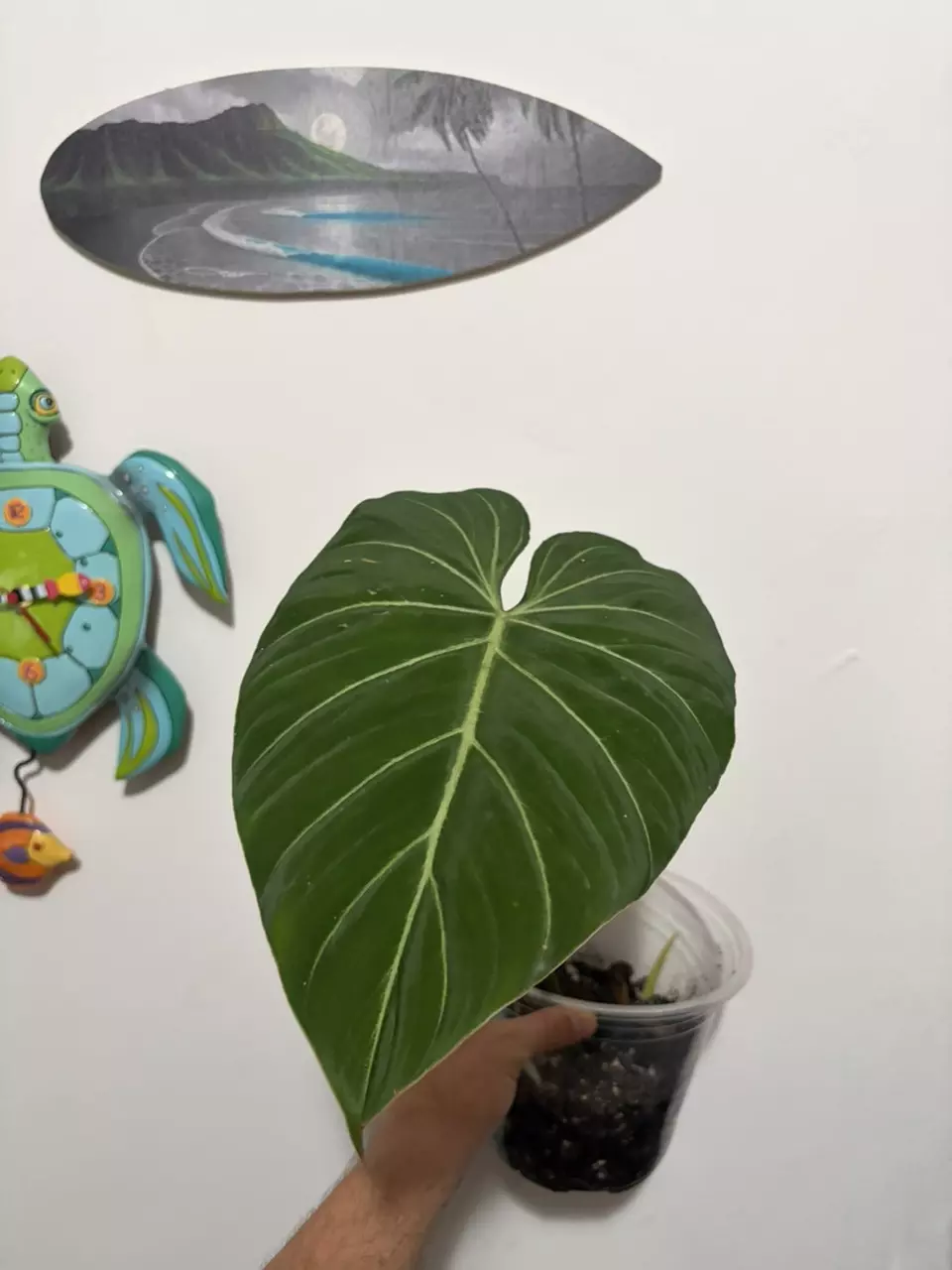 Philodendron Gloriosum thumbnail