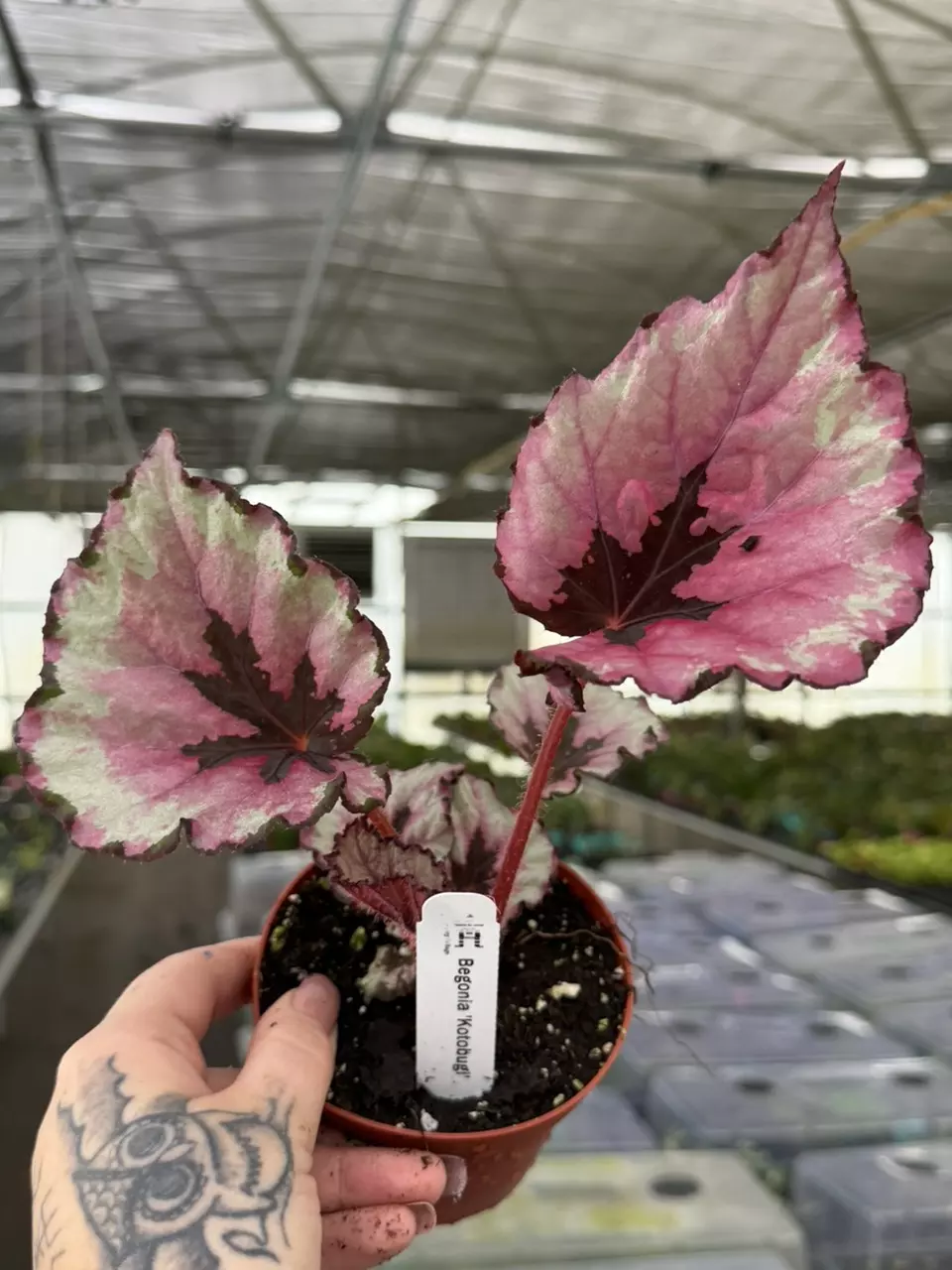 Begonia kotobuki “4 growers choice thumbnail