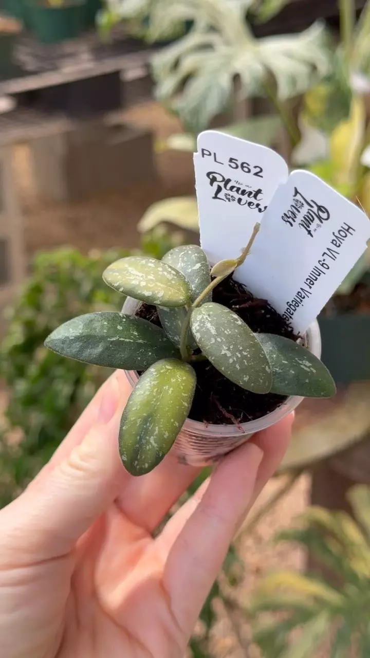 562: 1 inch VL-9 Variegated thumbnail