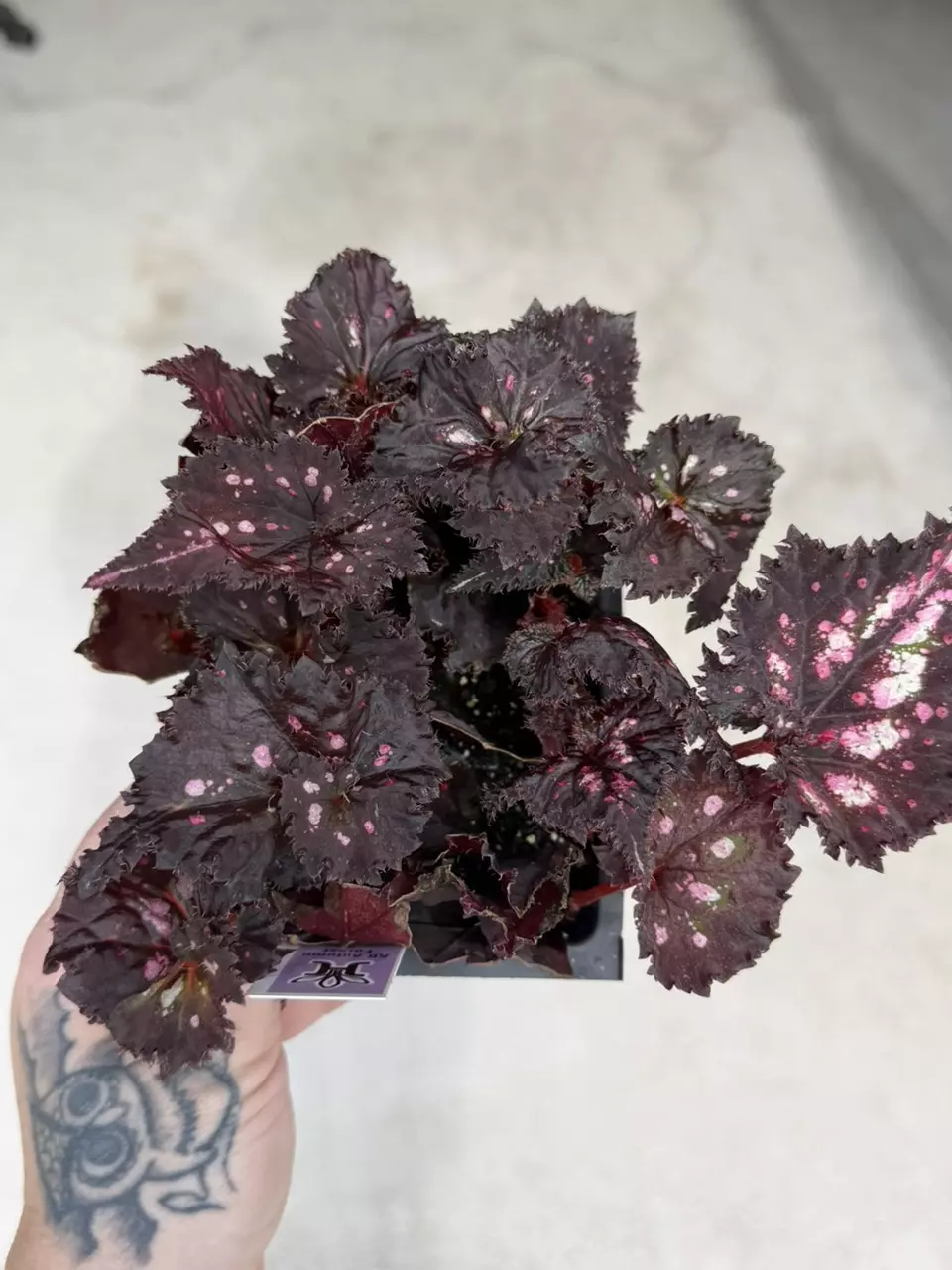 Harmony’s Night constellation begonia starter growers choice thumbnail