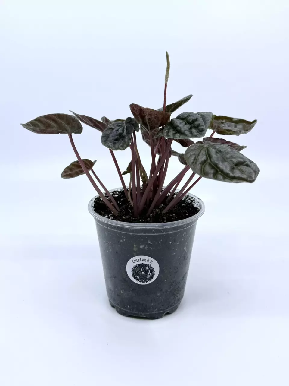 Peperomia Caperata 'Luna Red' thumbnail