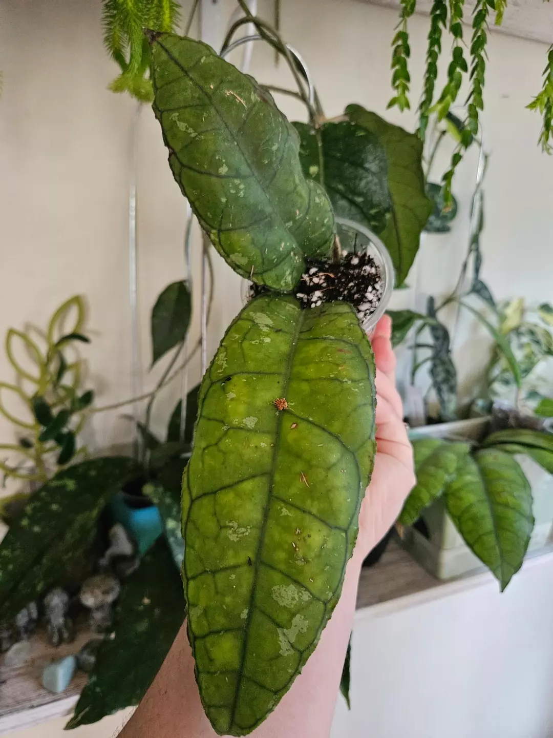 Hoya Nong nooch #275 thumbnail