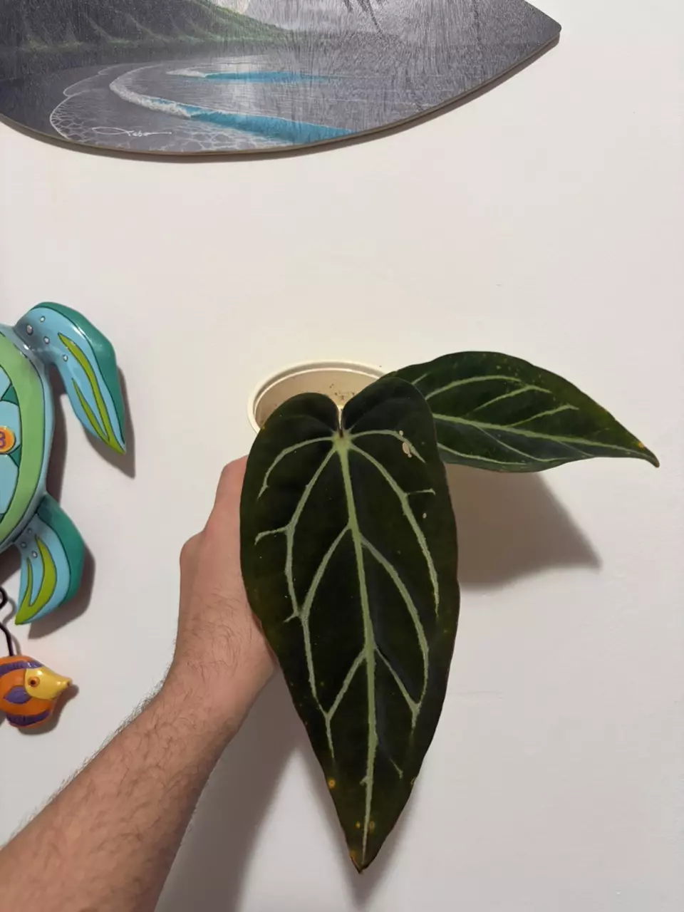 Anthurium Carlablackiae thumbnail