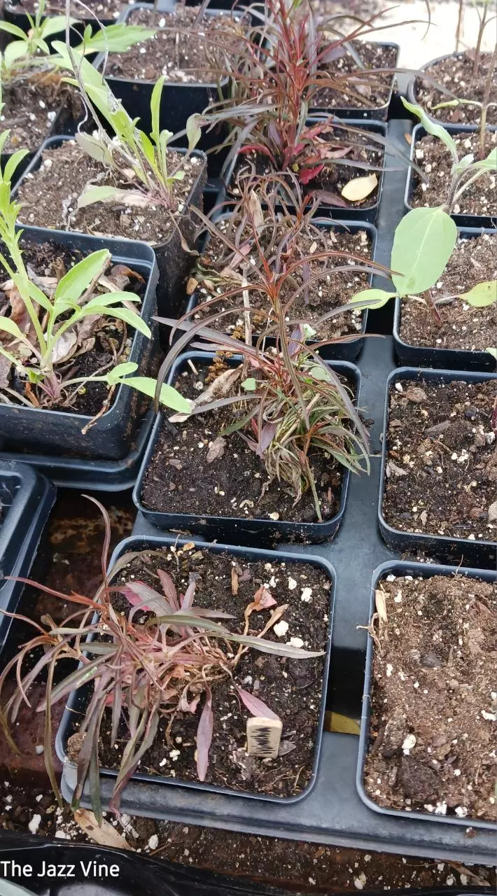 Lysimachia Burgundy mist thumbnail