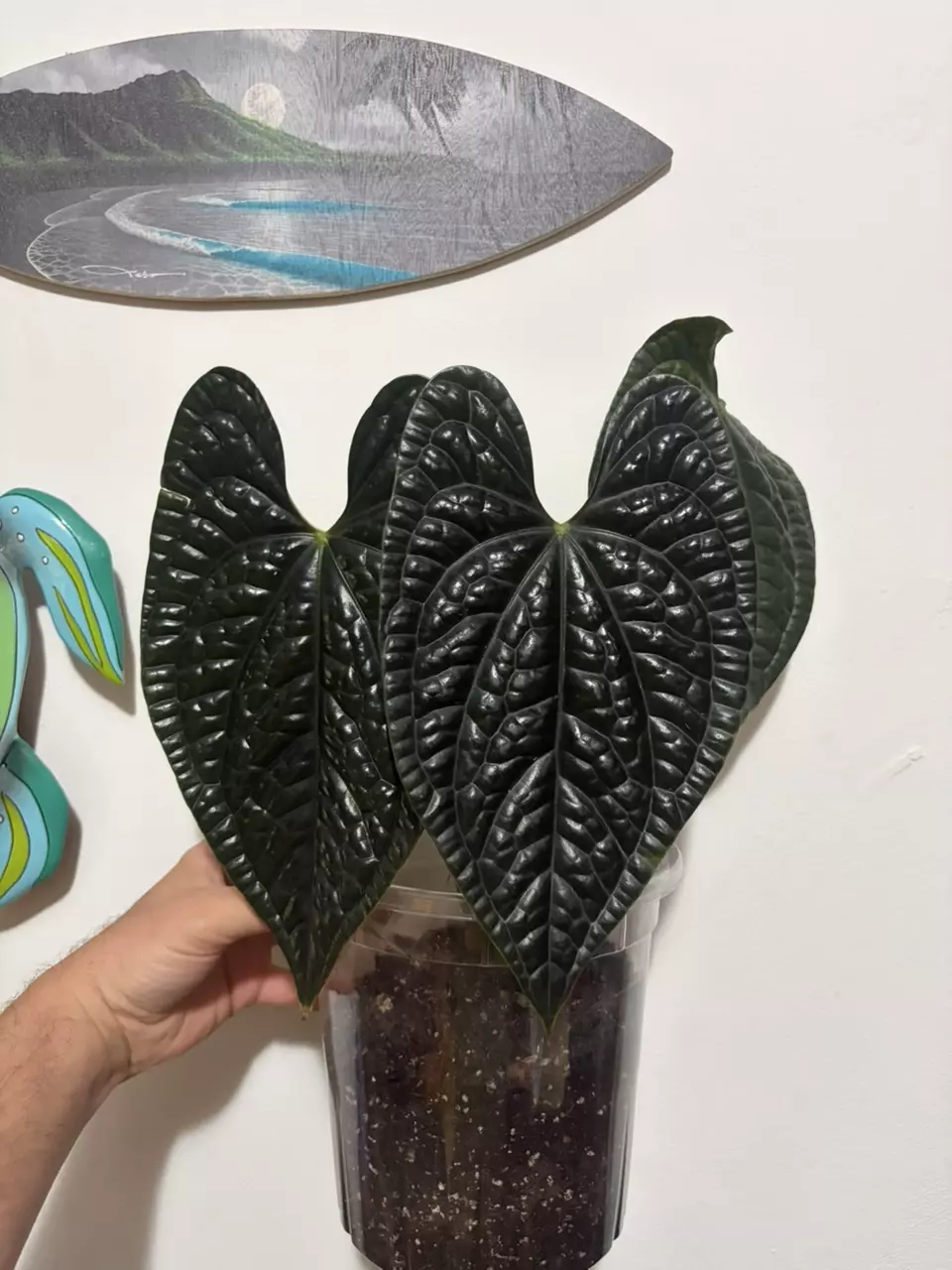 Anthurium Luxurians thumbnail