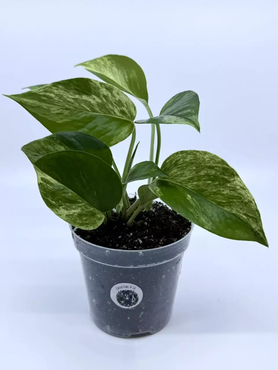 Golden Pothos thumbnail