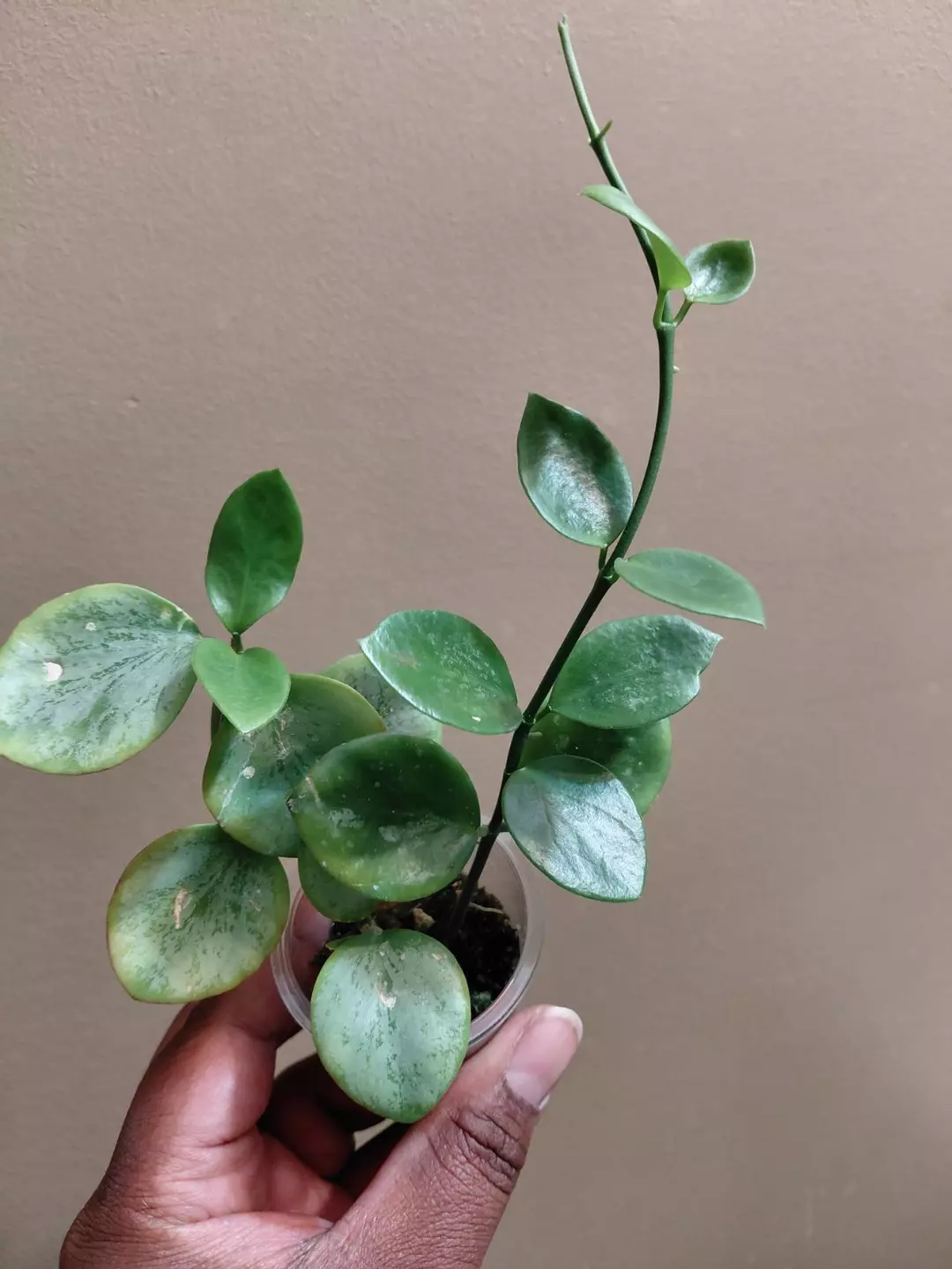 Hoya Biakensis Splash thumbnail