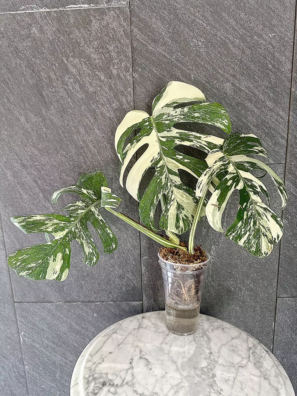 Monstera Borsigiana Albo Monstera Variegated thumbnail