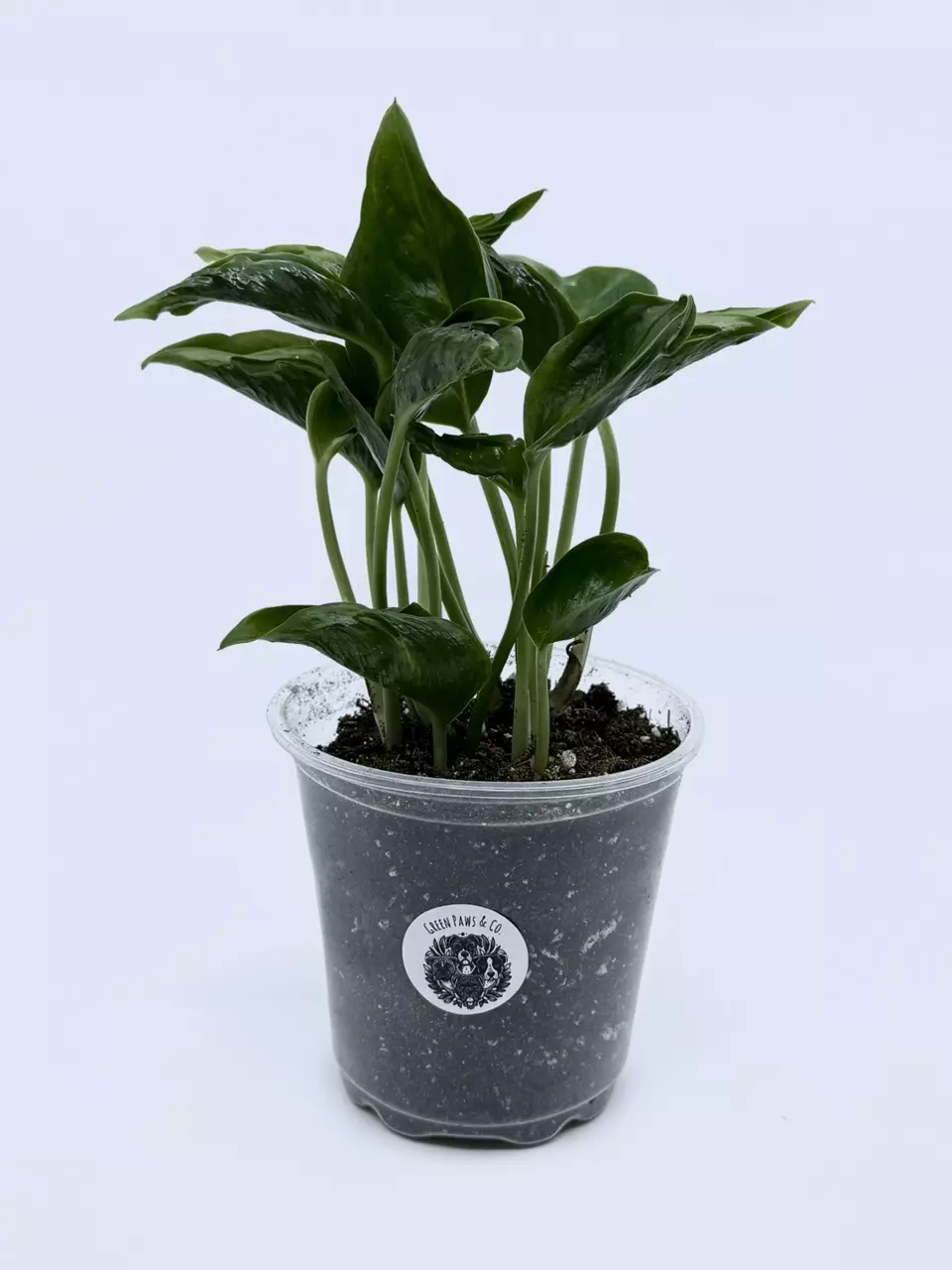 Epipremnum aureum ‘Shangri La’ thumbnail