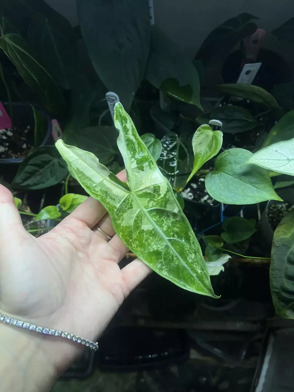 Albo Alocasia Longiloba Lucifer (White Vein) thumbnail
