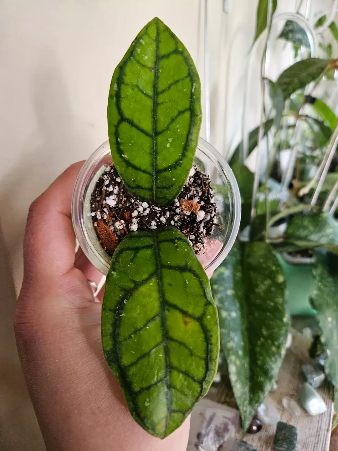 Callistophyla ladybug #552 thumbnail
