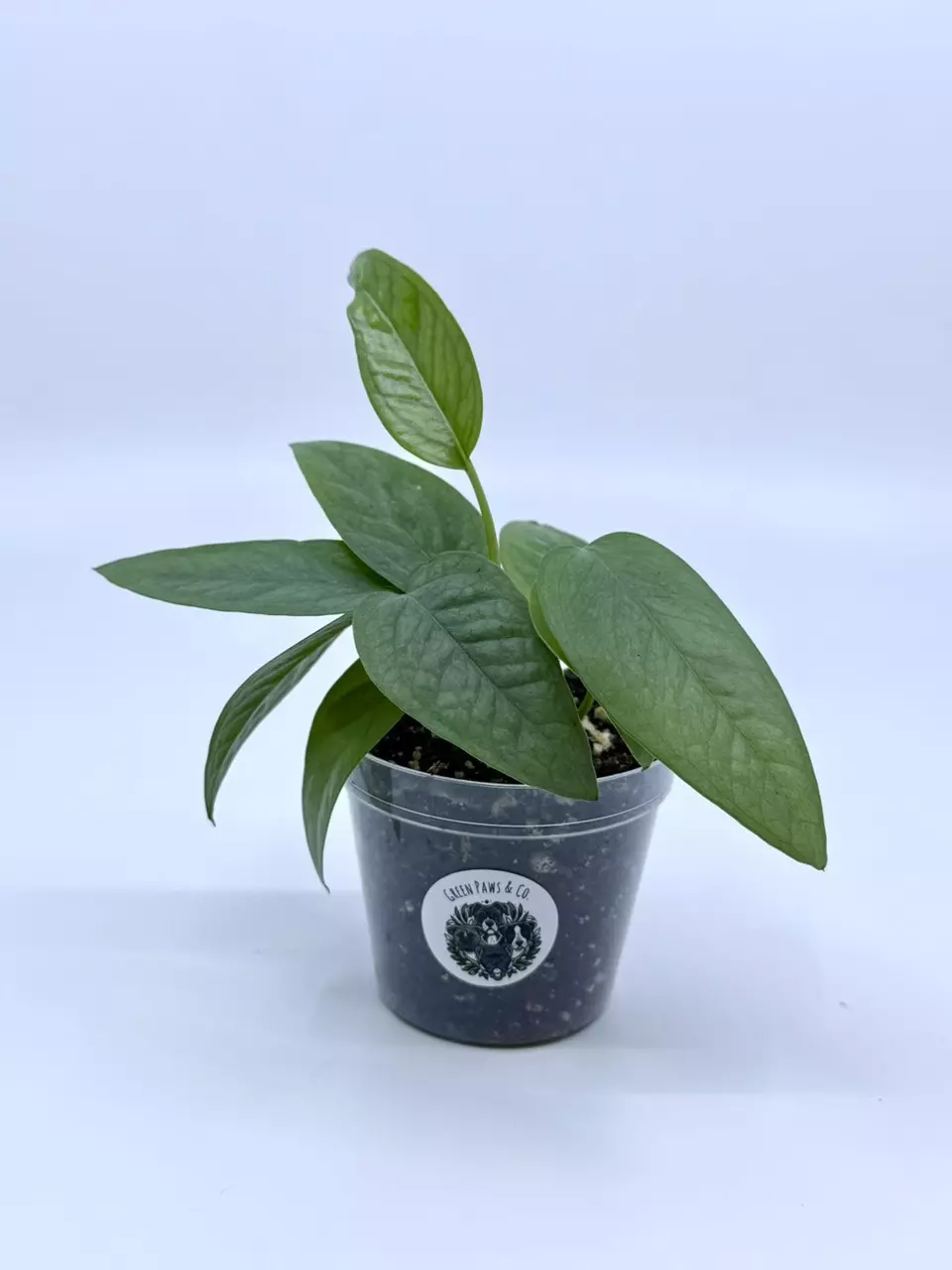 Epipremnum pinnatum 'Cebu Blue' thumbnail
