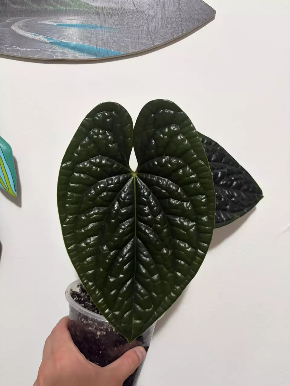 Anthurium Luxurians thumbnail