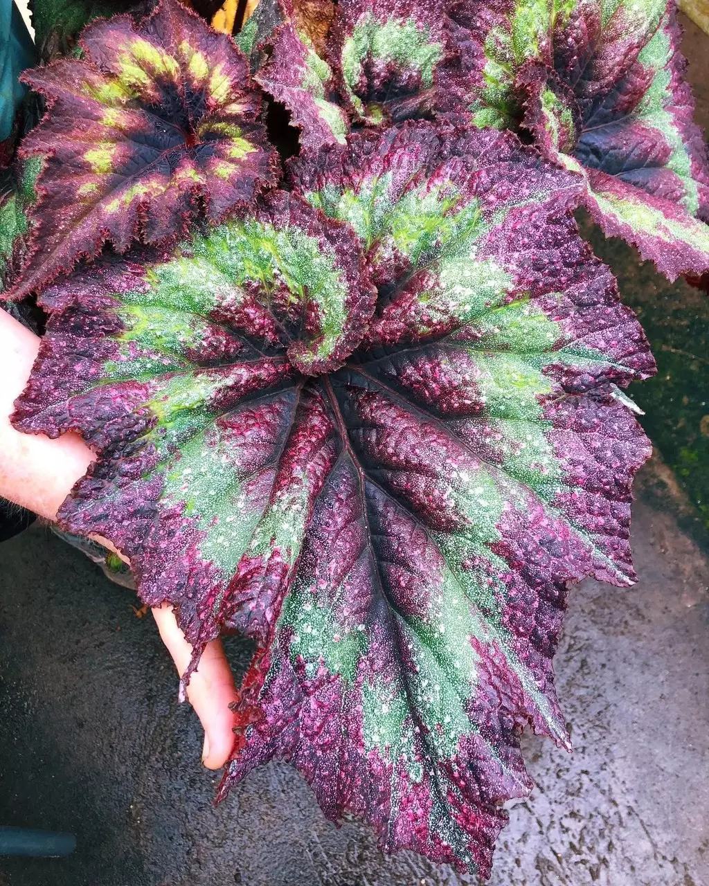 Begonia Harmony’s andromeda starter plant growers choice thumbnail