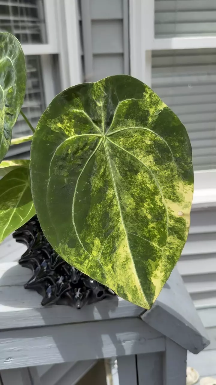 Variegated Round Girl - Cataphyll Size thumbnail