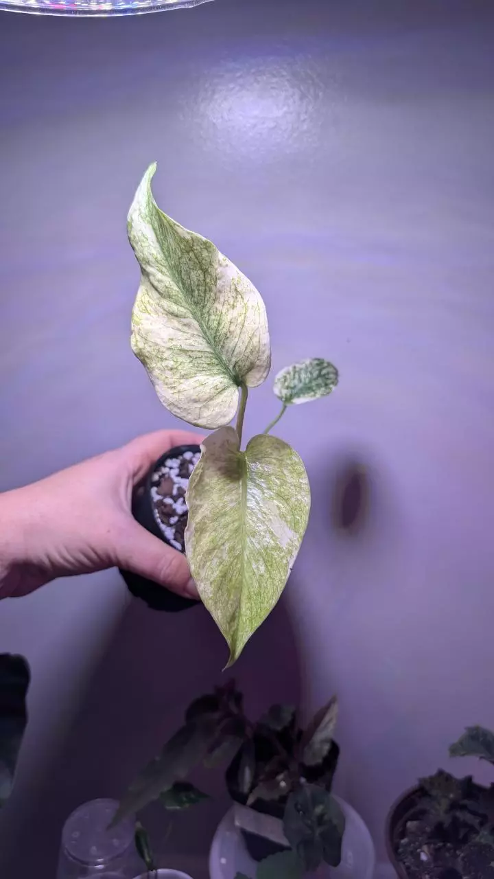 Monstera Mint thumbnail