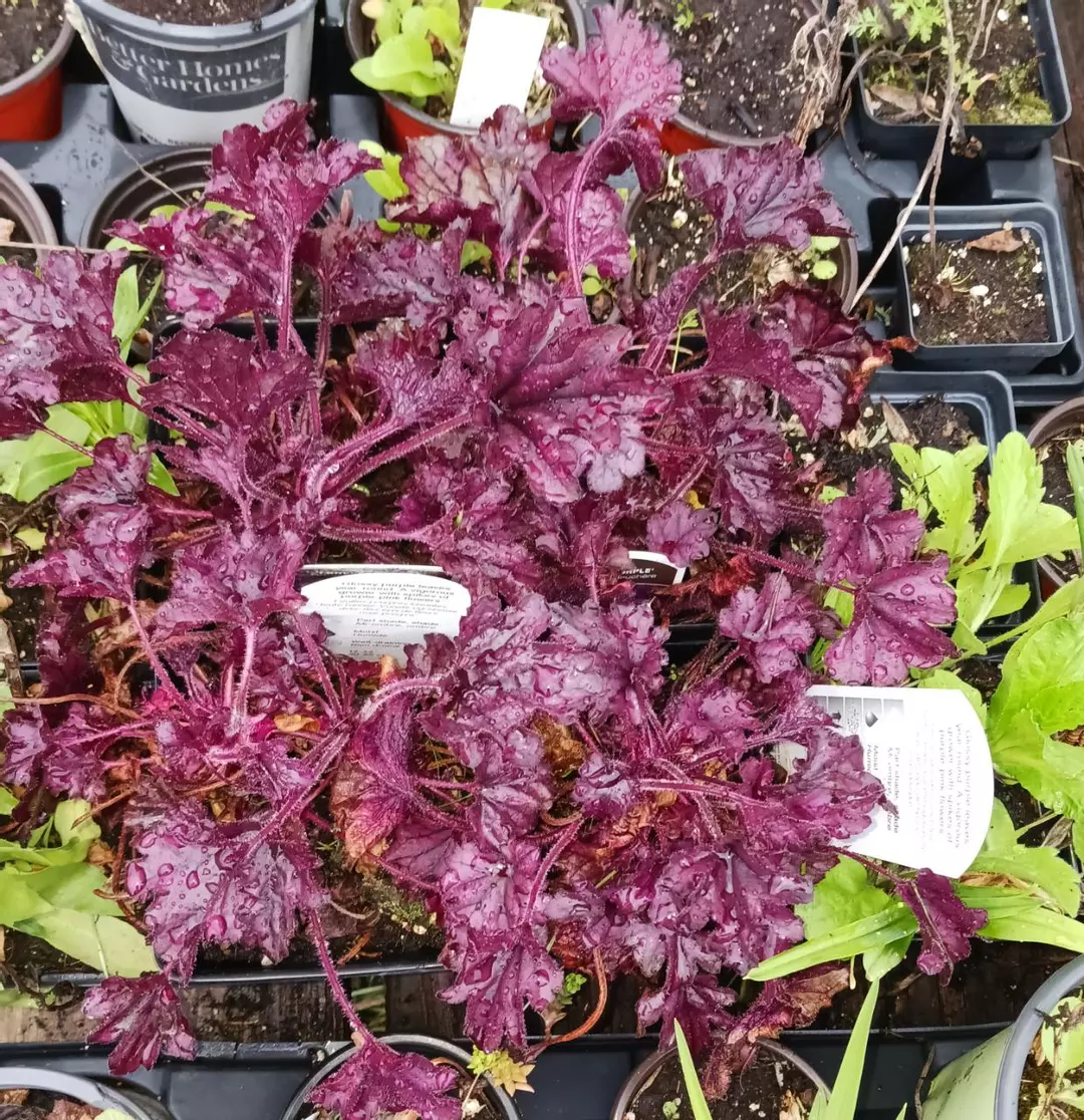 Heuchera forever purple thumbnail