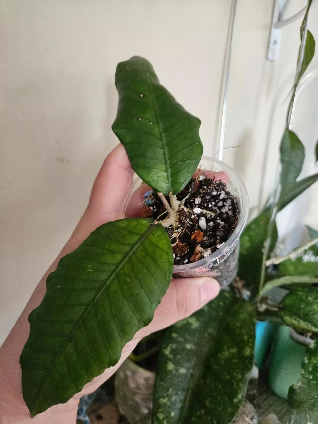 Aceh Brontofolia #551 thumbnail