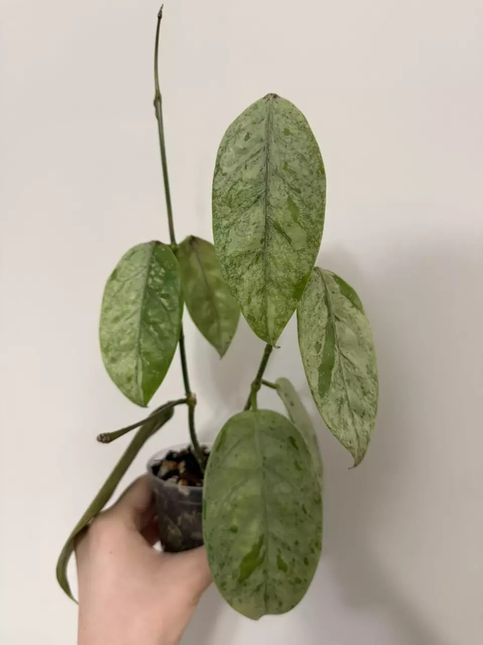 Hoya Coriacea Silver thumbnail