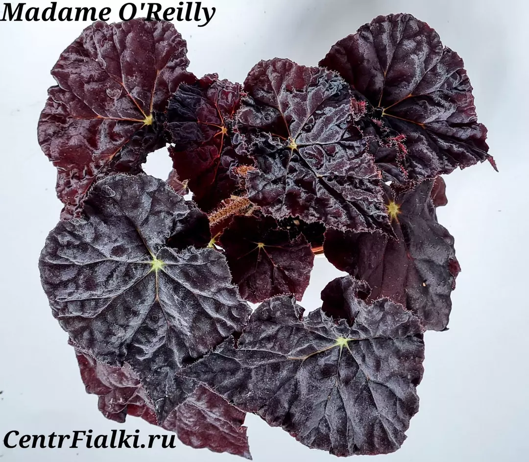 Begonia madame O’reilly starter plant growers choice thumbnail