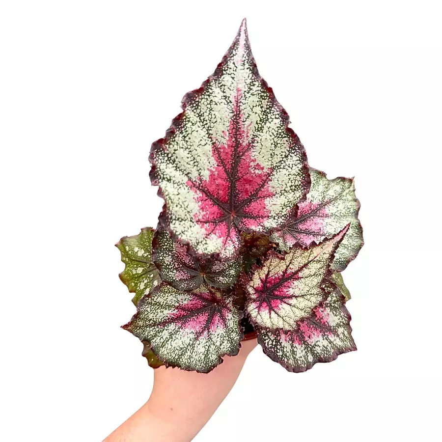 Begonia Harmony’s crimson oak starter plant growers choice thumbnail