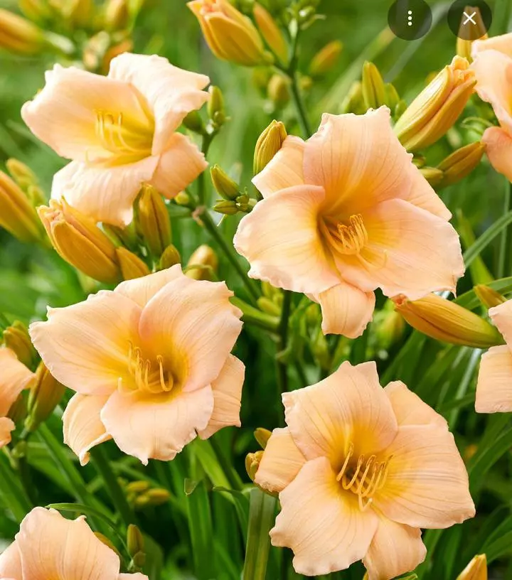 Daylily mini pearl , reblooming thumbnail