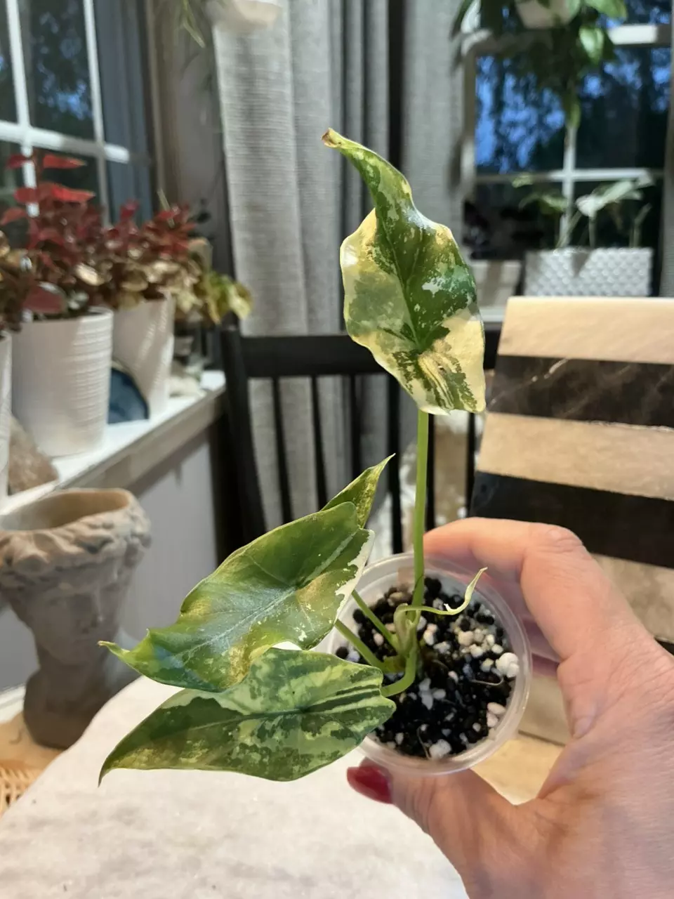 Alocasia Simpo Albo 171 thumbnail