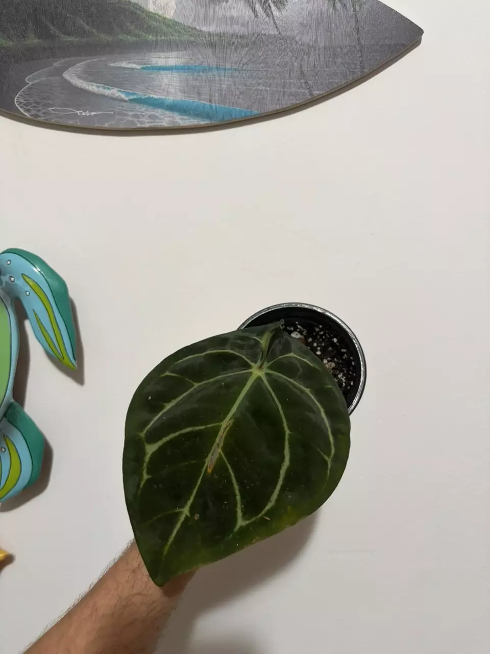 Anthurium Carlablackiae thumbnail