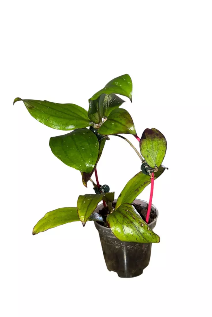 Sunstressing Hoya Erythrina #941 thumbnail