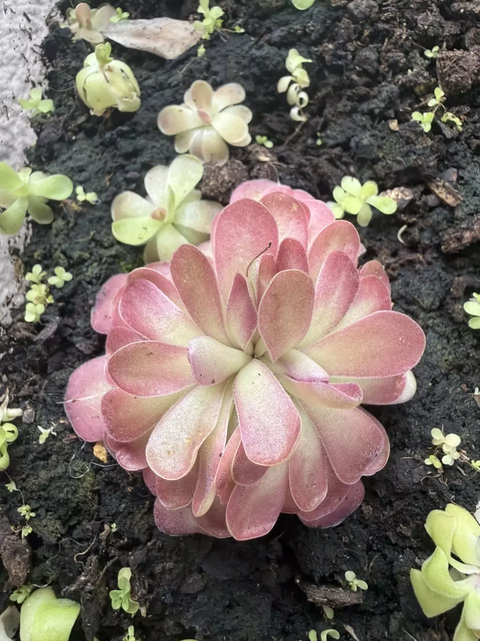 Carnivorous Pinguicula Johanna thumbnail
