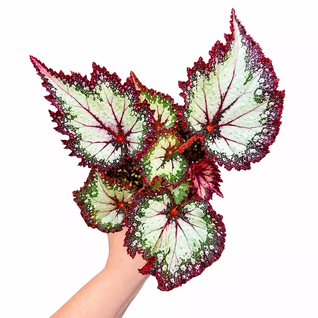 Begonia Harmony’s Milky Way starter plant growers choice thumbnail