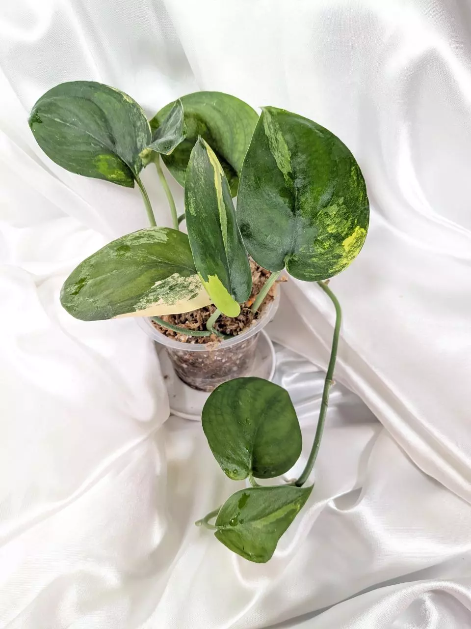 Scindapsus Jade Satin Aurea thumbnail